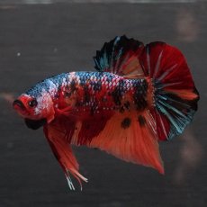 画像15: GHMPK　キャンディ (15)