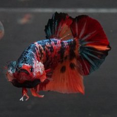 画像14: GHMPK　キャンディ (14)