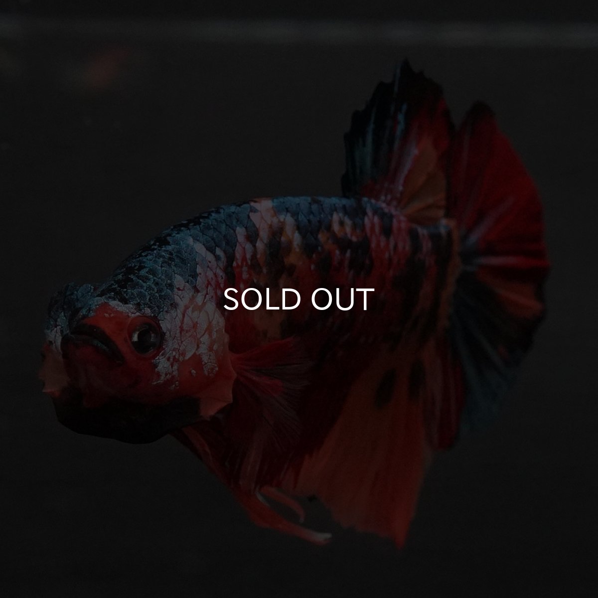 画像13: GHMPK　キャンディ (13)