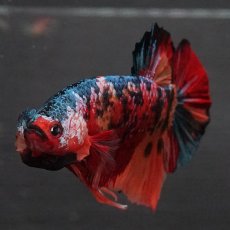 画像13: GHMPK　キャンディ (13)