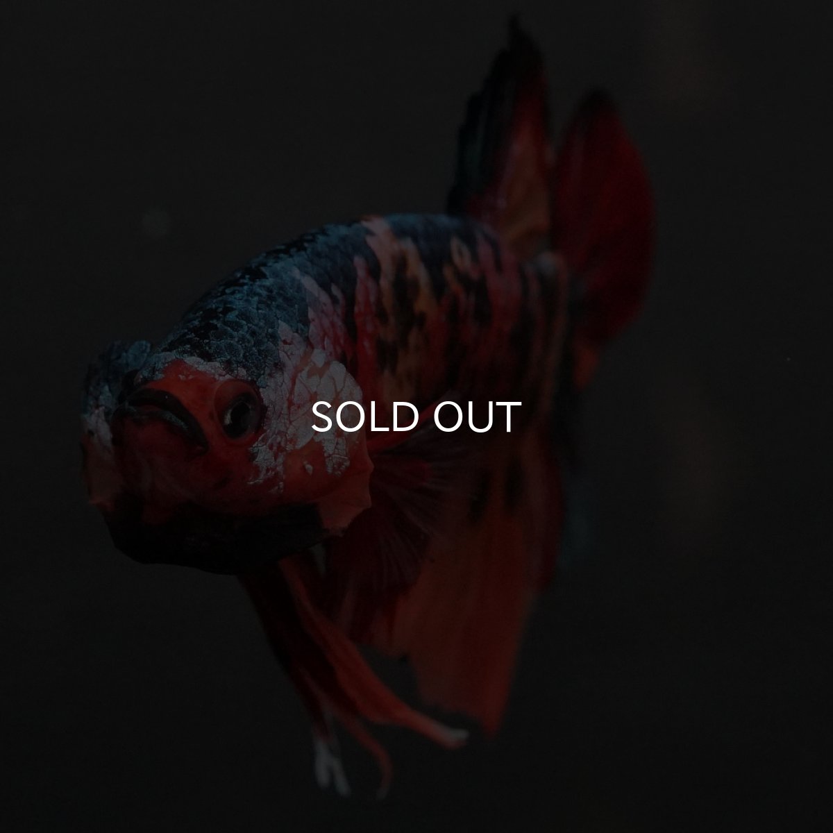 画像12: GHMPK　キャンディ (12)