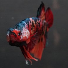 画像12: GHMPK　キャンディ (12)