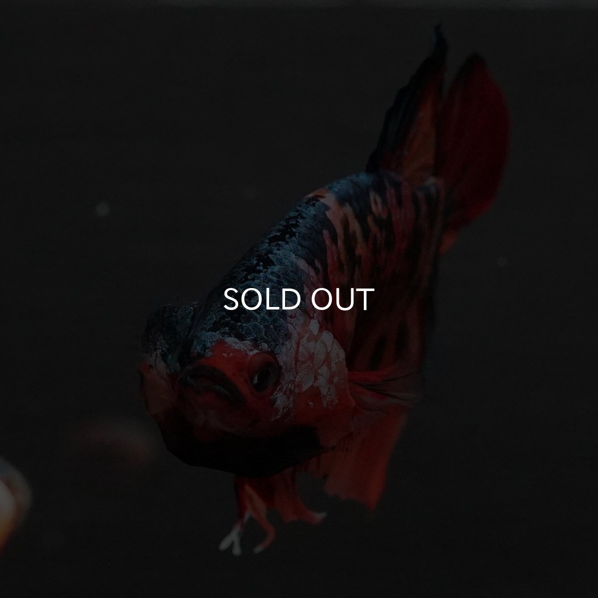 画像11: GHMPK　キャンディ (11)