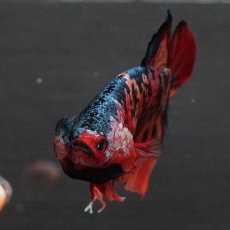 画像11: GHMPK　キャンディ (11)