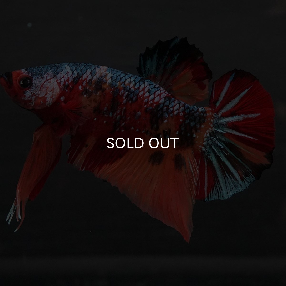 画像4: GHMPK　キャンディ (4)