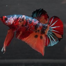 画像4: GHMPK　キャンディ (4)