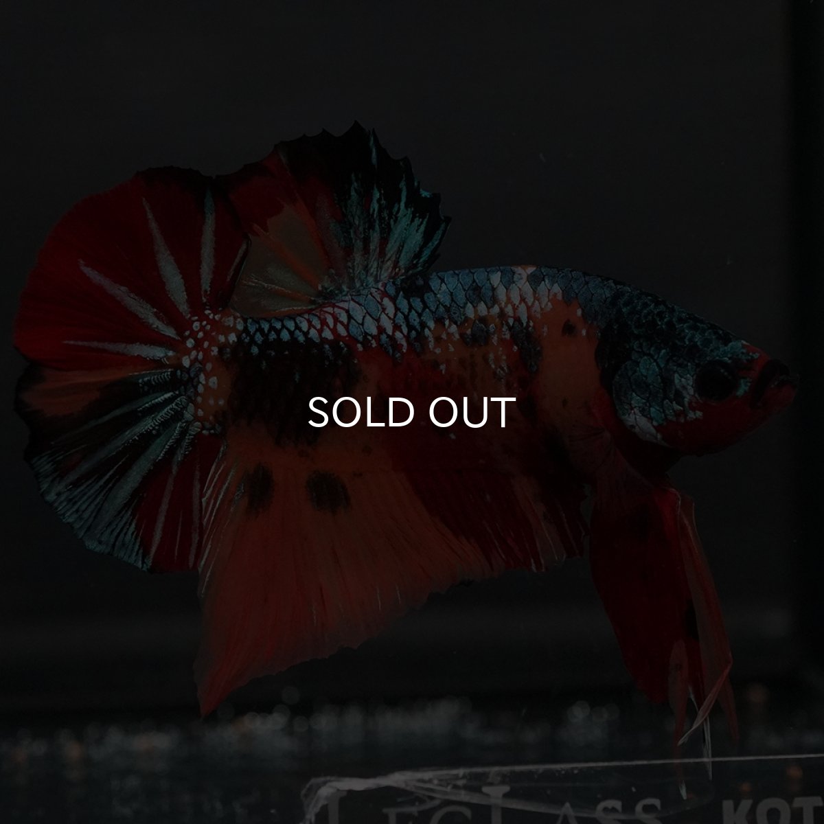 画像10: GHMPK　キャンディ (10)