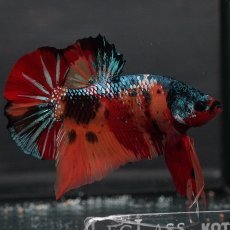 画像10: GHMPK　キャンディ (10)