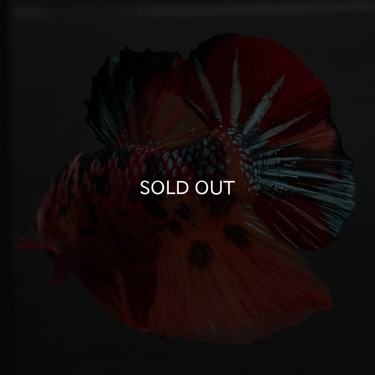 画像9: GHMPK　キャンディ (9)