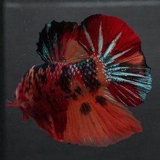 画像9: GHMPK　キャンディ (9)