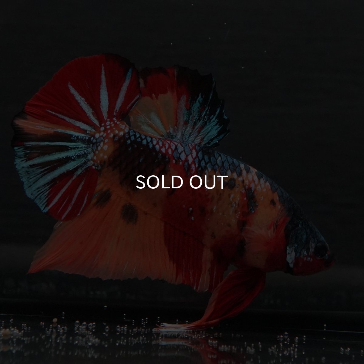 画像8: GHMPK　キャンディ (8)