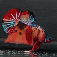 画像8: GHMPK　キャンディ (8)