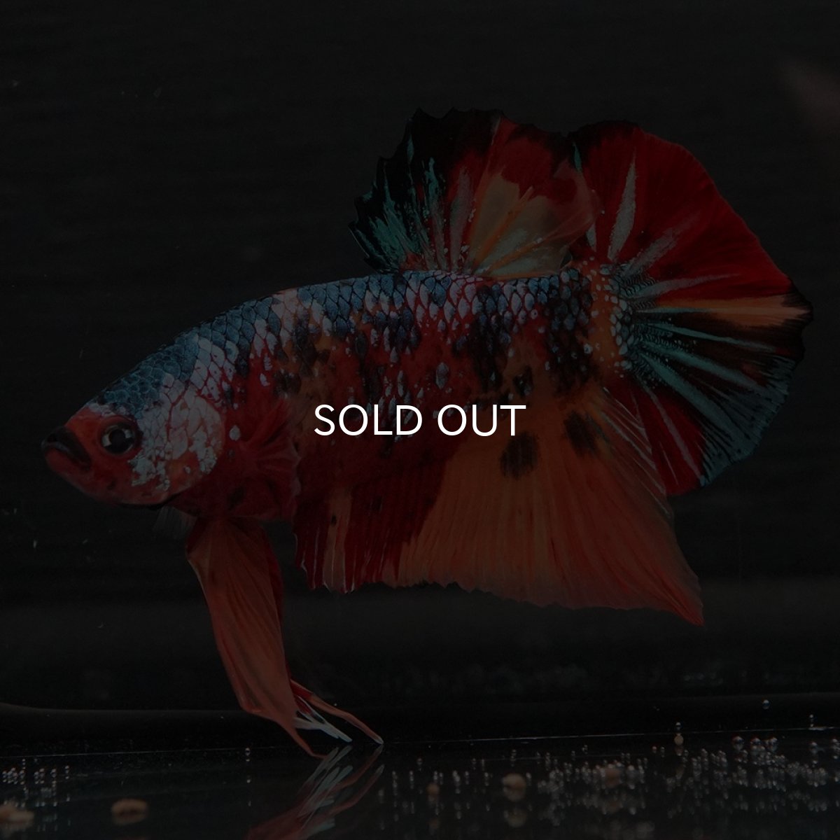 画像2: GHMPK　キャンディ (2)