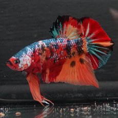 画像2: GHMPK　キャンディ (2)