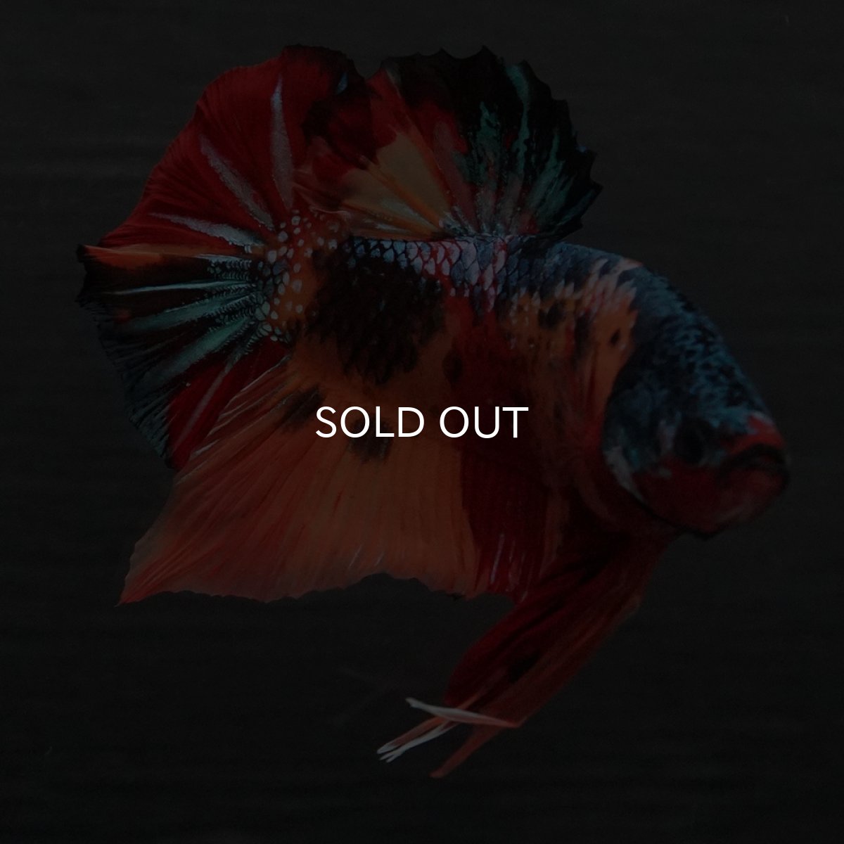 画像7: GHMPK　キャンディ (7)