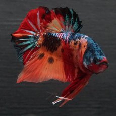 画像7: GHMPK　キャンディ (7)