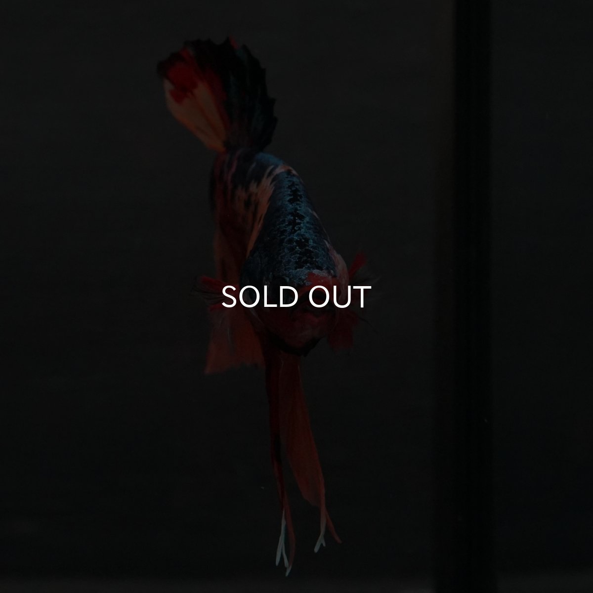 画像6: GHMPK　キャンディ (6)