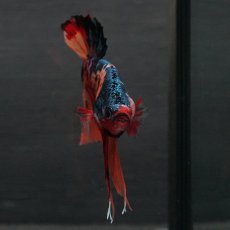 画像6: GHMPK　キャンディ (6)