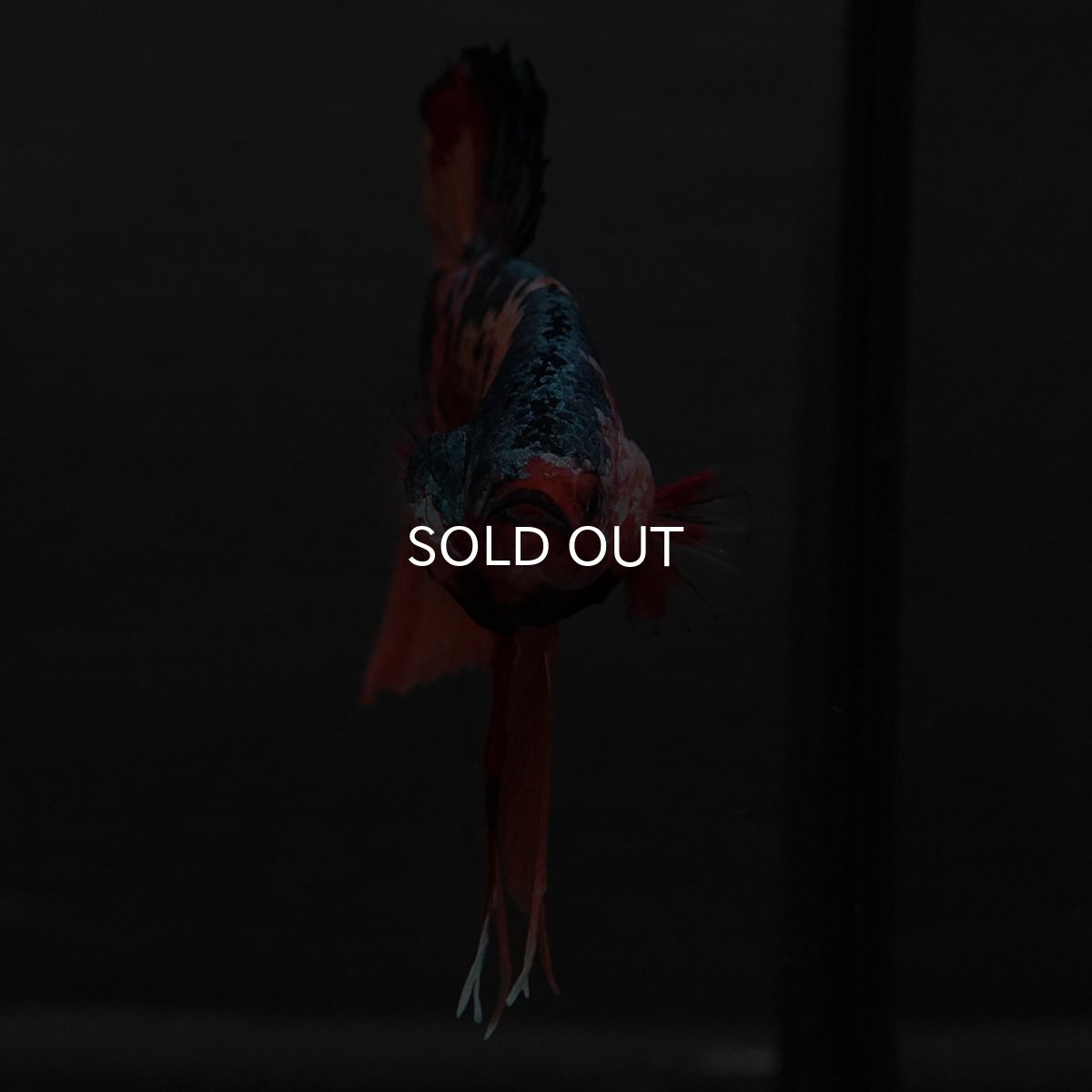 画像5: GHMPK　キャンディ (5)