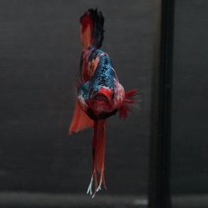 画像5: GHMPK　キャンディ (5)