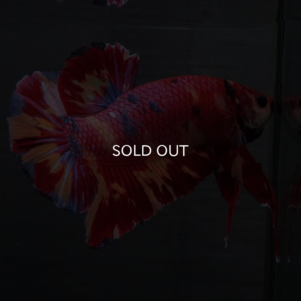 画像8: GHMPK　キャンディ (8)