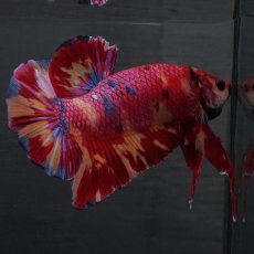 画像8: GHMPK　キャンディ (8)