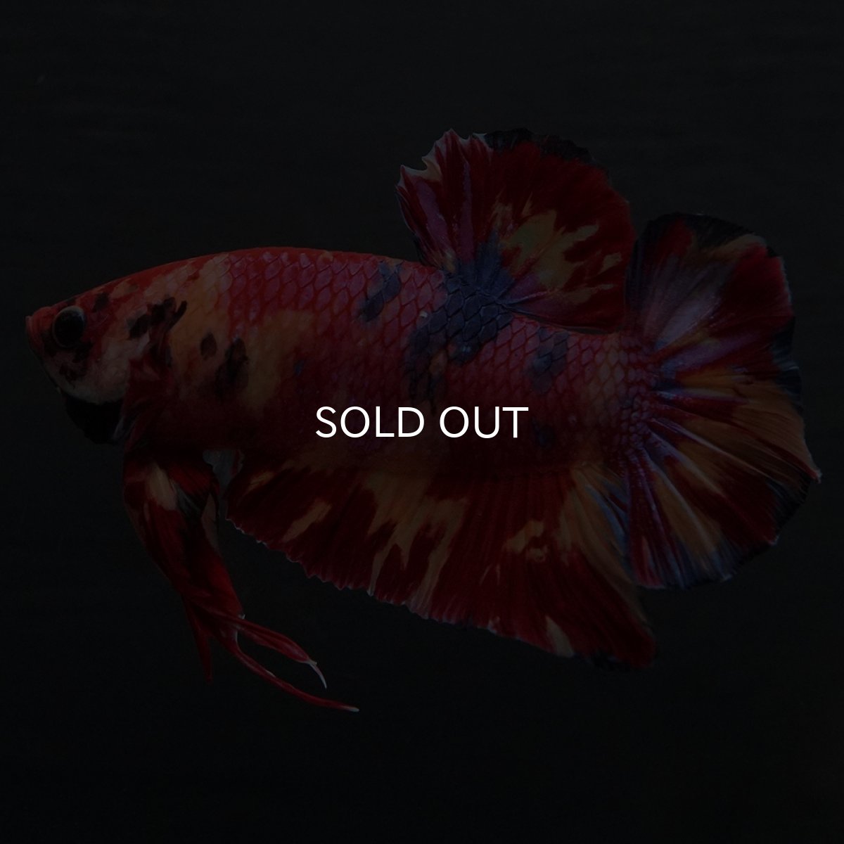 画像7: GHMPK　キャンディ (7)