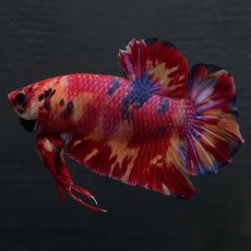 画像7: GHMPK　キャンディ (7)