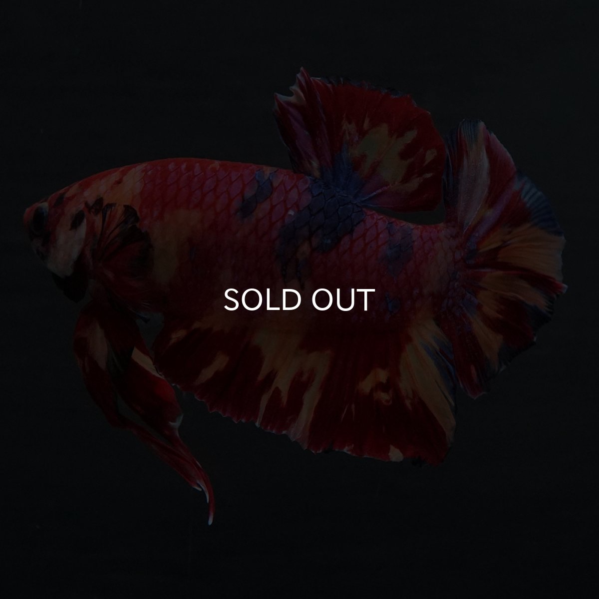 画像6: GHMPK　キャンディ (6)