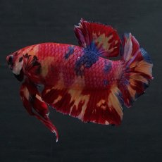 画像6: GHMPK　キャンディ (6)