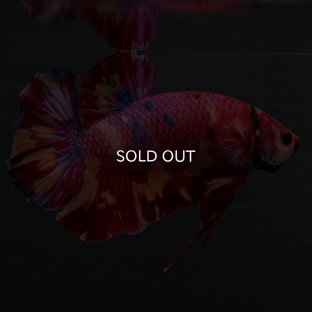 画像5: GHMPK　キャンディ (5)