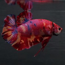 画像5: GHMPK　キャンディ (5)