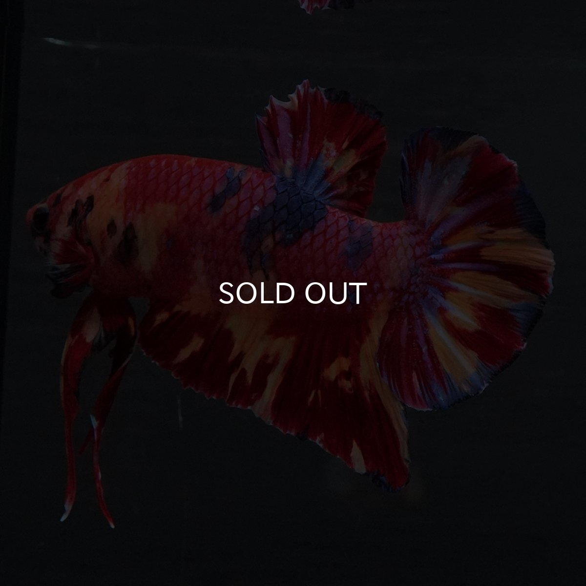 画像4: GHMPK　キャンディ (4)