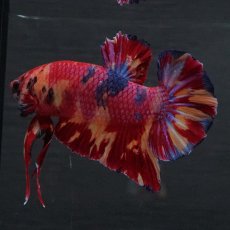 画像4: GHMPK　キャンディ (4)