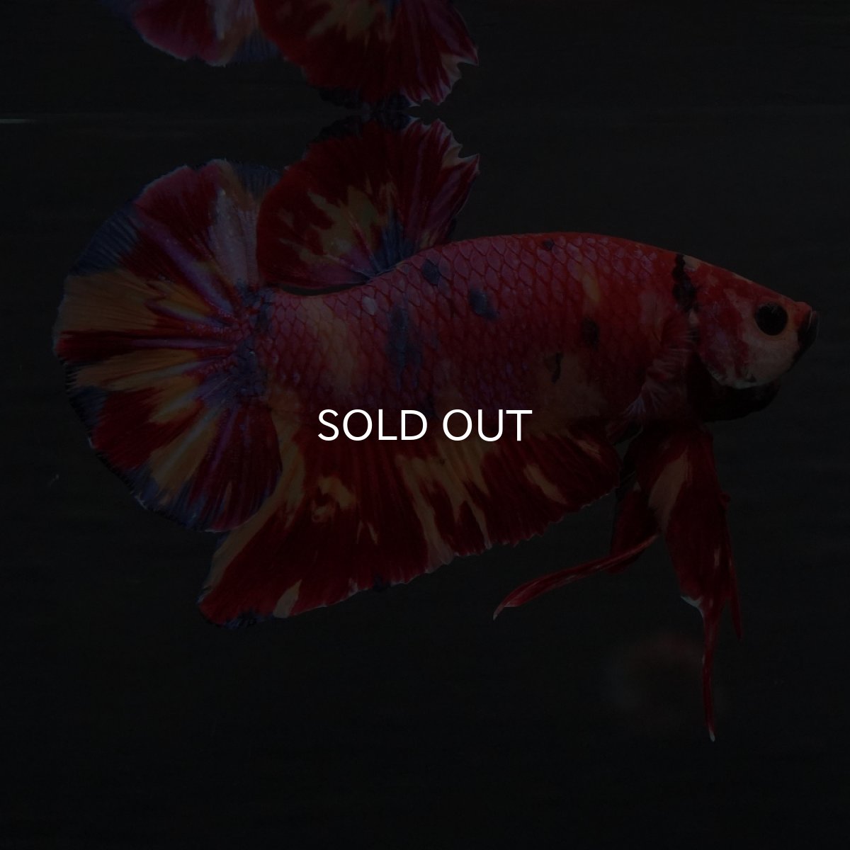 画像1: GHMPK　キャンディ (1)