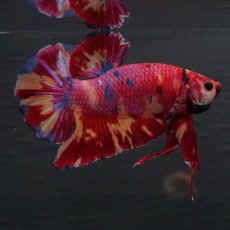 画像1: GHMPK　キャンディ (1)