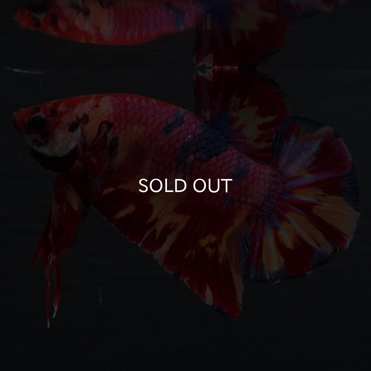 画像3: GHMPK　キャンディ (3)