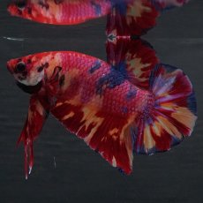 画像3: GHMPK　キャンディ (3)