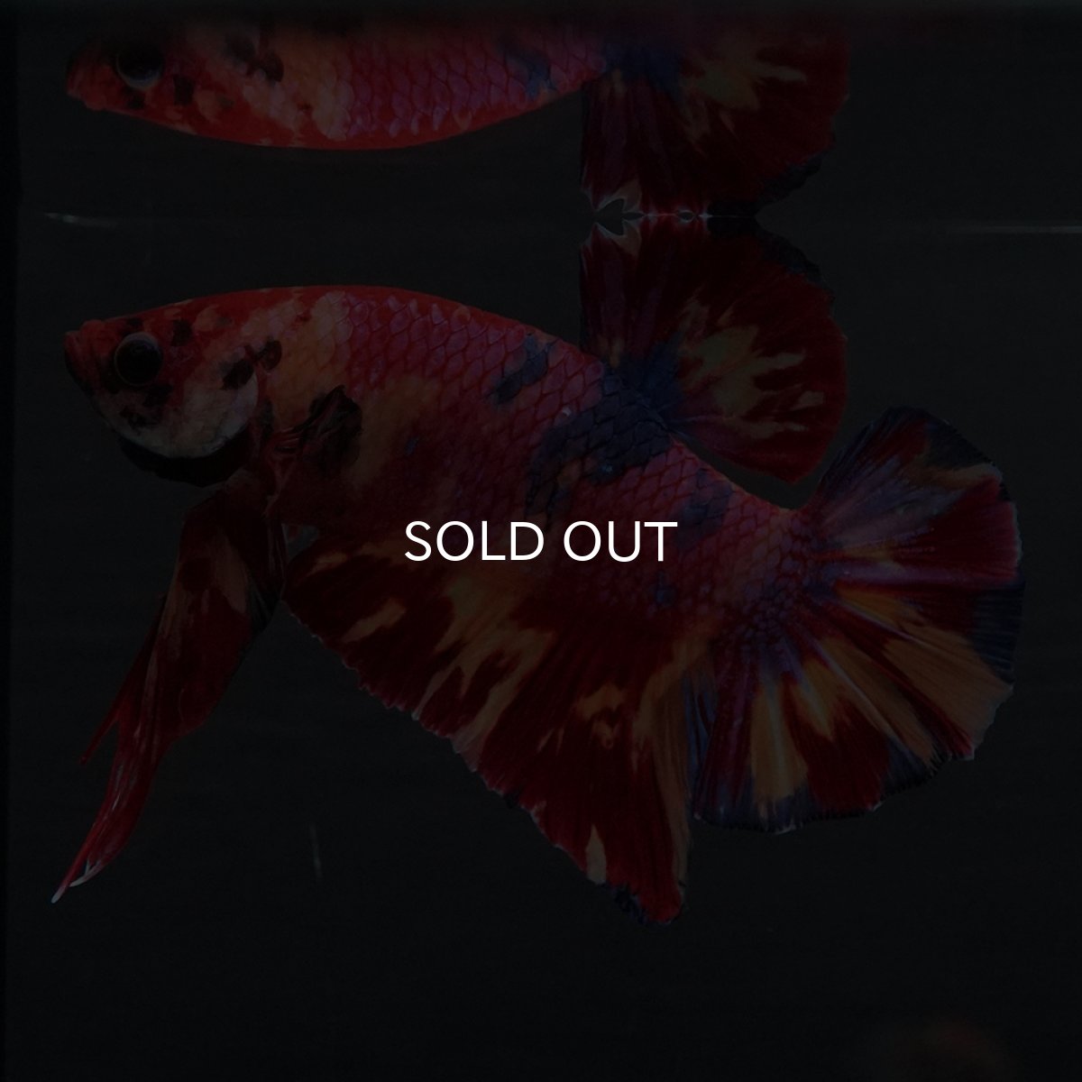 画像2: GHMPK　キャンディ (2)