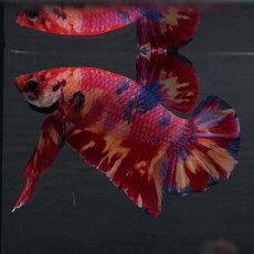 画像2: GHMPK　キャンディ (2)