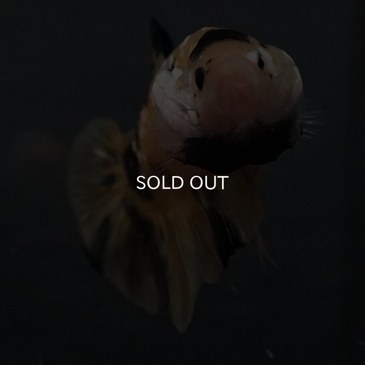 画像21: GHMPK　イエロータイガー (21)