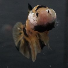 画像21: GHMPK　イエロータイガー (21)