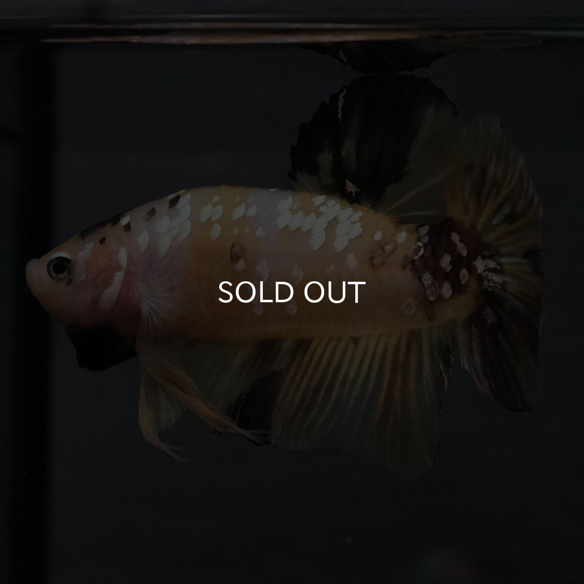 画像20: GHMPK　イエロータイガー (20)