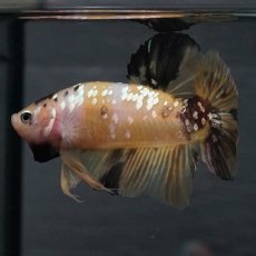 画像20: GHMPK　イエロータイガー (20)