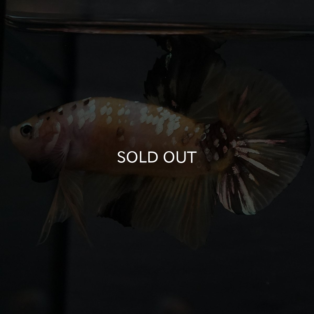 画像3: GHMPK　イエロータイガー (3)