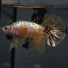 画像3: GHMPK　イエロータイガー (3)