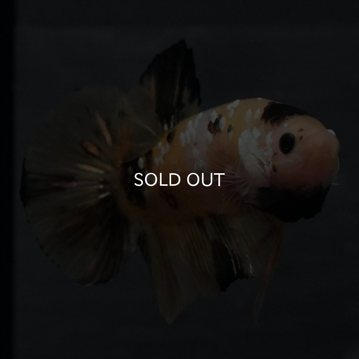 画像19: GHMPK　イエロータイガー (19)