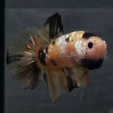 画像19: GHMPK　イエロータイガー (19)