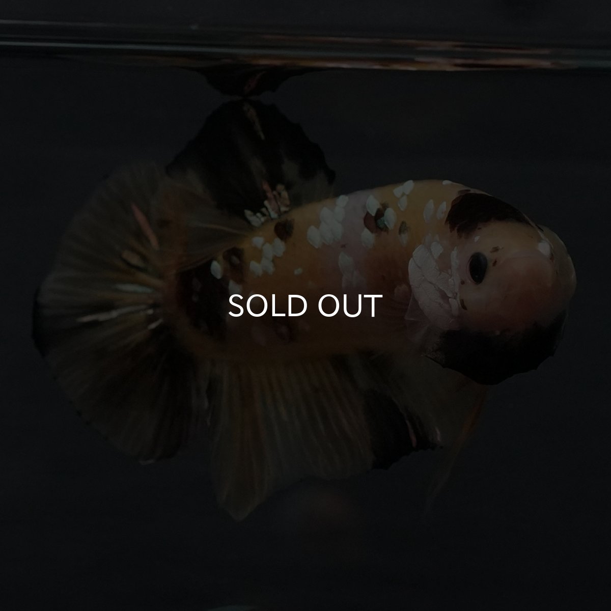 画像1: GHMPK　イエロータイガー (1)