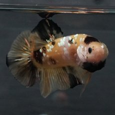 画像1: GHMPK　イエロータイガー (1)